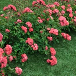 Coral Drift® Rose -Fruit Tree Shop Coral Drift Rose 2 FGT