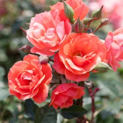 Coral Knock Out® Rose Tree -Fruit Tree Shop Coral Knockout Rose Tree 1