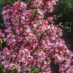 Coralburst® Crabapple -Fruit Tree Shop Coralbust Crabapple 1