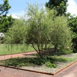 Corkscrew Willow Tree -Fruit Tree Shop Corkscrew Willow 1