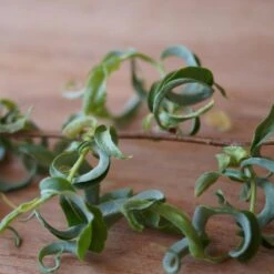 Corkscrew Willow Tree -Fruit Tree Shop Corkscrew Willow 2