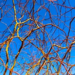 Corkscrew Willow Tree -Fruit Tree Shop Corkscrew Willow 6