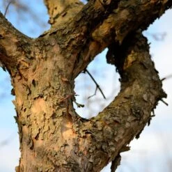 Cornelian Cherry Dogwood Tree -Fruit Tree Shop Cornelian Cherry Dogwood