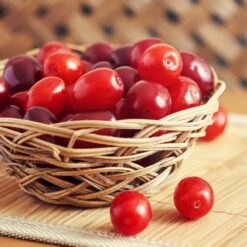 Cornelian Cherry Dogwood Tree -Fruit Tree Shop Cornelian Cherry Dogwood 1 FGT