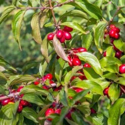 Cornelian Cherry Dogwood Tree -Fruit Tree Shop Cornelian Cherry Dogwood 2 FGT