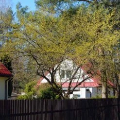 Cornelian Cherry Dogwood Tree -Fruit Tree Shop Cornelian Cherry Dogwood 4 FGT