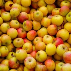 Cox's Orange Pippin Apple Tree 7 Cox's Orange Pippin Apple Tree -Fruit Tree Shop Coxs Orange Pippen 2