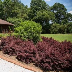 Crimson Fire™ Loropetalum -Fruit Tree Shop Crimson Fire Loropetalum 3