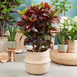 Sunset Hues House Plant Kit 13 Sunset Hues House Plant Kit -Fruit Tree Shop Croton Petra 1 FGT 445f7f6a 00f4 451b a6b3 3f52129ac266
