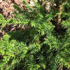 Black Dragon Cryptomeria 6 Black Dragon Cryptomeria -Fruit Tree Shop Cryptomeria Black Dragon 3