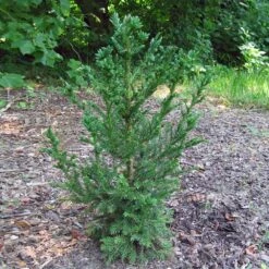 Black Dragon Cryptomeria 7 Black Dragon Cryptomeria -Fruit Tree Shop Cryptomeria Black Dragon 4