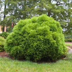 Cryptomeria 'Globosa Nana' Shrub 10 Cryptomeria 'Globosa Nana' Shrub -Fruit Tree Shop Cryptomeria Radicans 3