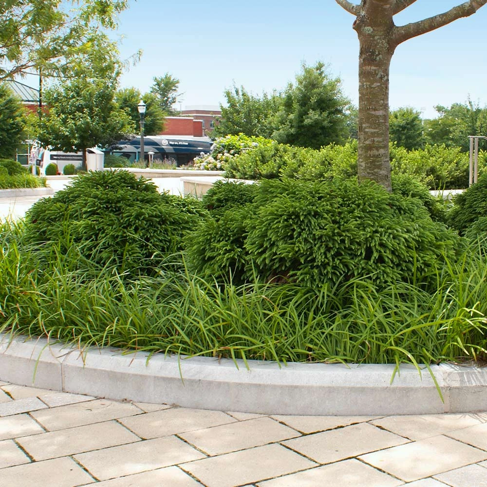 Cryptomeria 'Globosa Nana' Shrub 6 Cryptomeria 'Globosa Nana' Shrub - Image 6