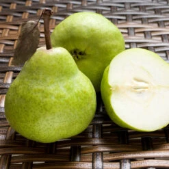 D'Anjou Pear Tree -Fruit Tree Shop DAnjou Pear 3 FGT da277ba9 1c1c 4f9f 9202 bc3a27216f3b