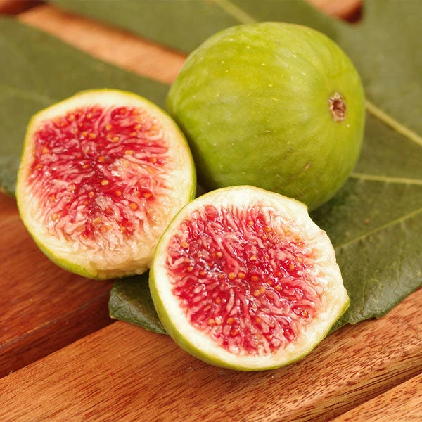 Desert King Fig Tree 1 Desert King Fig Tree