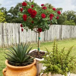 Dancing In The Dark™ Rose Tree -Fruit Tree Shop Dancing in the Dark 2