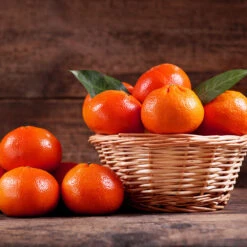 Dancy Tangerine Tree -Fruit Tree Shop Dancy Tangerine 1 FGT