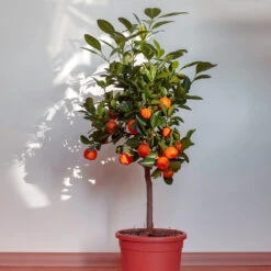 Dancy Tangerine Tree -Fruit Tree Shop Dancy Tangerine 2 FGT