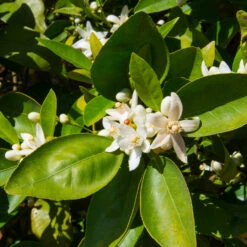 Dancy Tangerine Tree -Fruit Tree Shop Dancy Tangerine 7