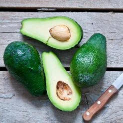 Condo™ Avocado Tree -Fruit Tree Shop Day Condo Avocado 5 FGT