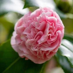 Debutante Camellia -Fruit Tree Shop Debutante Camellia 3 FGT