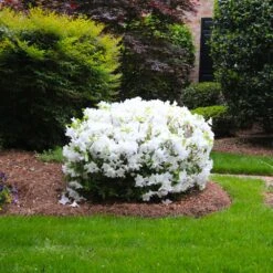 Delaware Valley White Azalea -Fruit Tree Shop Delaware Valley Azalea FGT 2