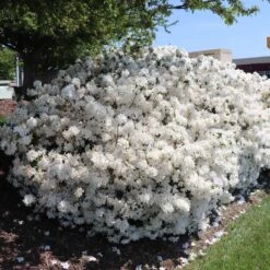 Delaware Valley White Azalea -Fruit Tree Shop Delaware Valley Azalea FGT 3