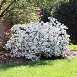 Delaware Valley White Azalea -Fruit Tree Shop Delaware Valley Azalea FGT 4