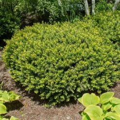 Dense Spreading Yew -Fruit Tree Shop Dense spreading yew 1