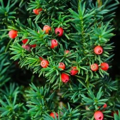 Dense Spreading Yew -Fruit Tree Shop Dense spreading yew 3 FGT