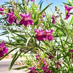Bubba Jones Desert Willow -Fruit Tree Shop Desert WIllow Bubba Jones 1