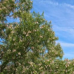 Bubba Desert Willow -Fruit Tree Shop Desert Willow Bubba 1