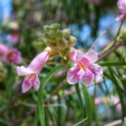 Bubba Desert Willow -Fruit Tree Shop Desert Willow Bubba 2