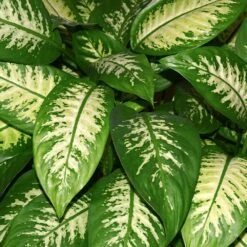 Dieffenbachia And Song Of India Combo -Fruit Tree Shop Diffenbachia song of india 2