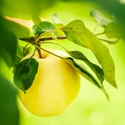 Fruit Tree Shop -Fruit Tree Shop Dorsett Apple 1 c543b673 d31f 49fd 91eb 0dcf74c2b502