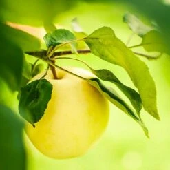 Fruit Tree Shop 5 Dorsett Golden Apple Tree