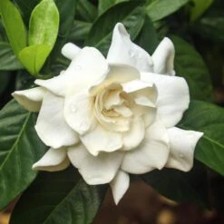 Double Blooming Gardenia Tree 7 Double Blooming Gardenia Tree -Fruit Tree Shop Double Blooming Gardenia 3 FGT