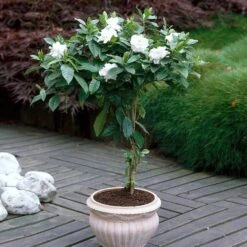 Double Blooming Gardenia Tree 8 Double Blooming Gardenia Tree -Fruit Tree Shop Double Blooming Gardenia 6 FGT