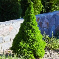 Dwarf Alberta Spruce -Fruit Tree Shop Dwarf ALberta ALberta Spruce 3 FGT