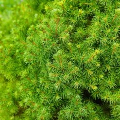 Dwarf Alberta Spruce -Fruit Tree Shop Dwarf ALberta ALberta Spruce 6