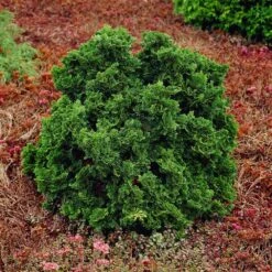 Dwarf Hinoki Cypress Shrub -Fruit Tree Shop Dwarf Hinoki Cypress 1