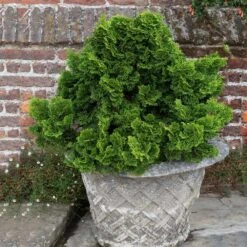 Dwarf Hinoki Cypress Shrub -Fruit Tree Shop Dwarf Hinoki Cypress 2