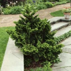 Dwarf Hinoki Cypress Shrub -Fruit Tree Shop Dwarf Hinoki Cypress 3
