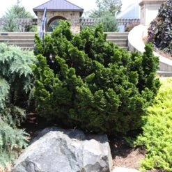 New Arrival -Fruit Tree Shop Dwarf Hinoki Cypress 7