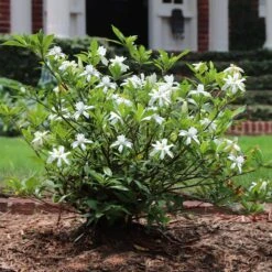 New Arrival -Fruit Tree Shop Dwarf Radicans Gardenia 4