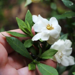 Dwarf Radicans Gardenia -Fruit Tree Shop Dwarf Radicans Gardenia 6
