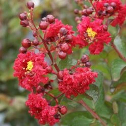 Dynamite Crape Myrtle 9 Dynamite Crape Myrtle -Fruit Tree Shop Dynamite Crape Myrtle 2 FGT