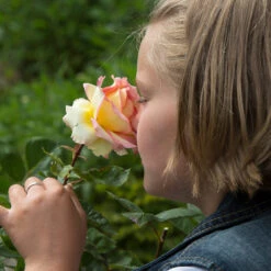 Euphoria® Rose Shrub -Fruit Tree Shop EUphoria Rose Tree 1