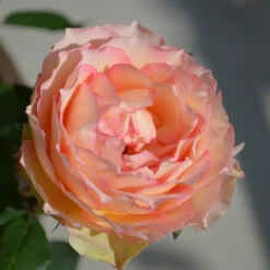 Euphoria® Rose Shrub -Fruit Tree Shop EUphoria Rose Tree 2