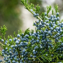 Eastern Red Cedar Tree -Fruit Tree Shop Eastern Red Cedar 2 FGT